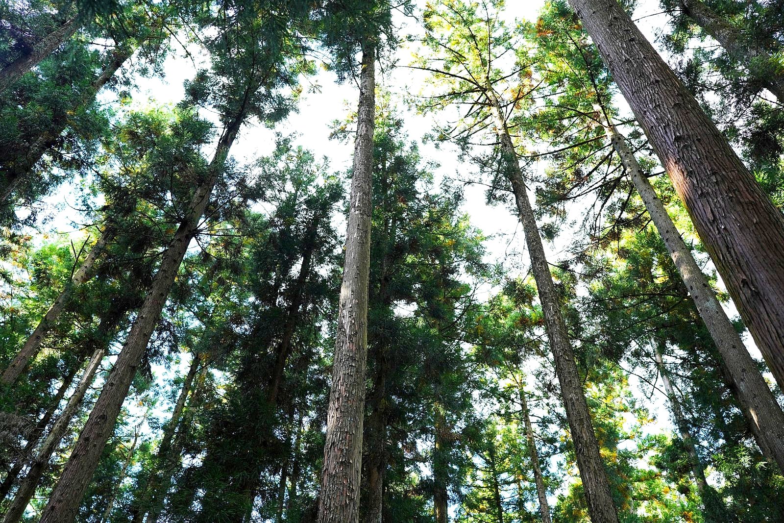 杉林を見上げた風景