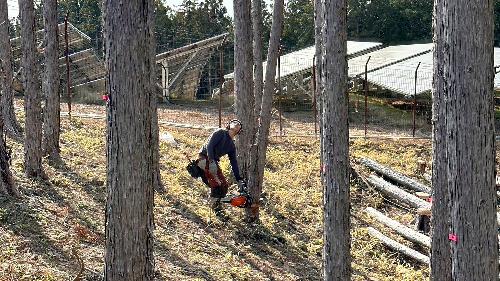 チェーンソーで庭木を伐採する作業員