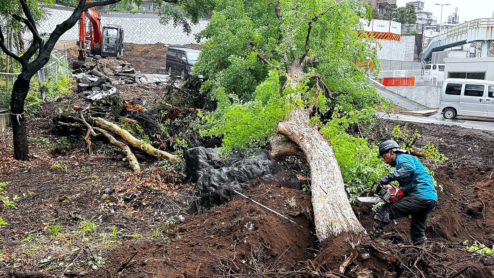 住宅地に隣接した大木の伐倒