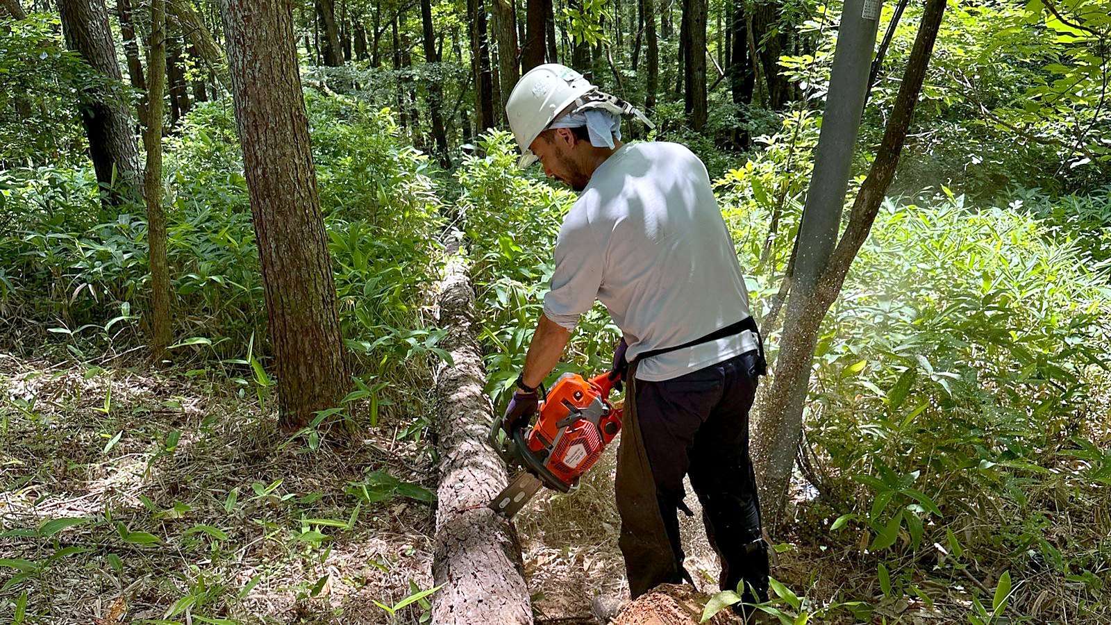 整備した山林での倒木処理