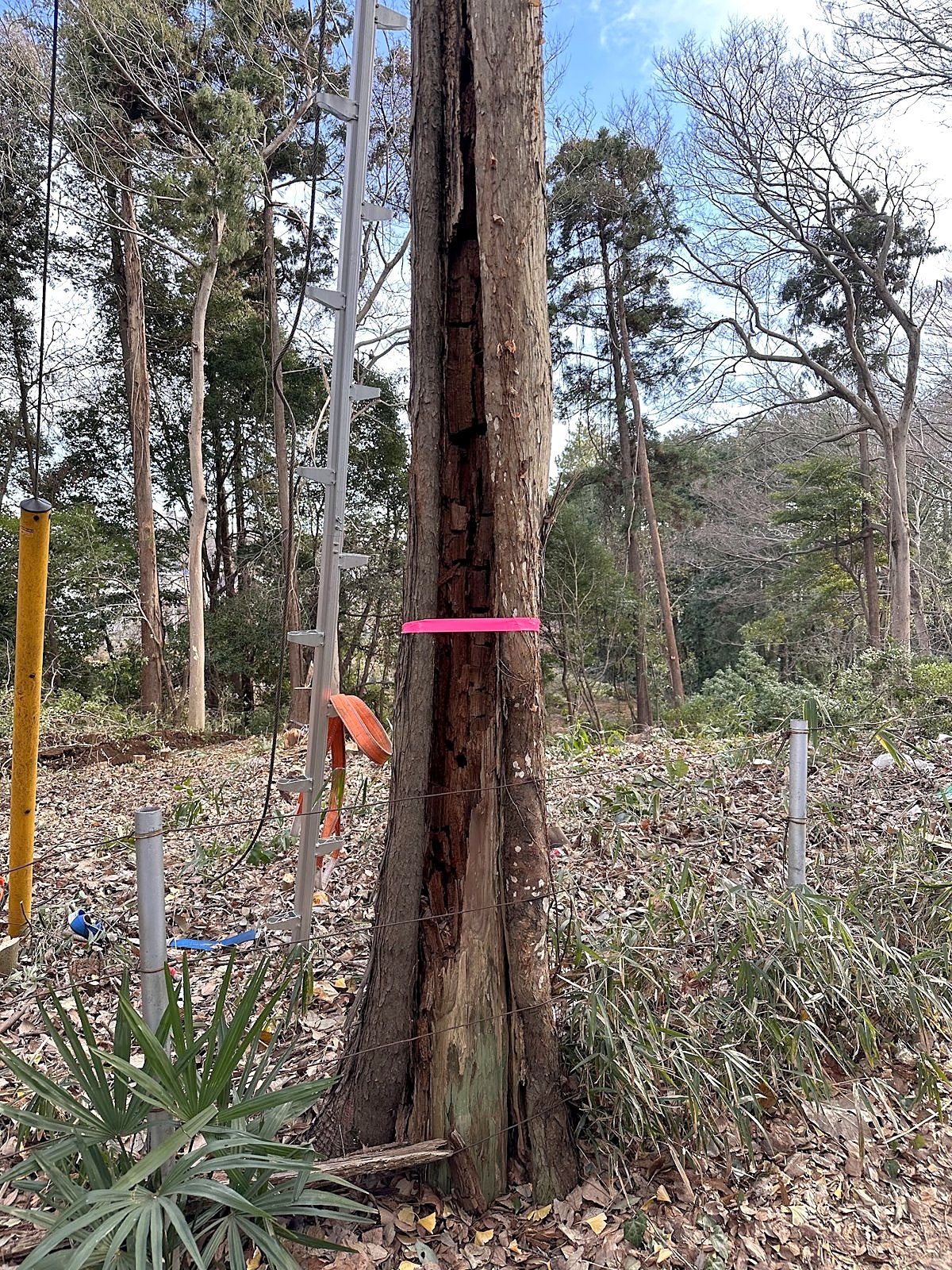 伐倒する木にマーキング